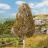 Faller Gmbh 181185 Birch Tree - Premium -- 5-11/16"14.5cm, All Scales