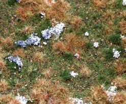 Faller Gmbh 180475 Premium Countryside Segment -- Forest Floor 8-1/4 X 5-7/8 X 3/8"21 X 14.8 X 1cm, All Scales