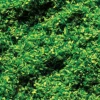 Faller Gmbh 170702 Scatter Material Ground Cover - 1oz28.3g -- Spring Green, All Scales